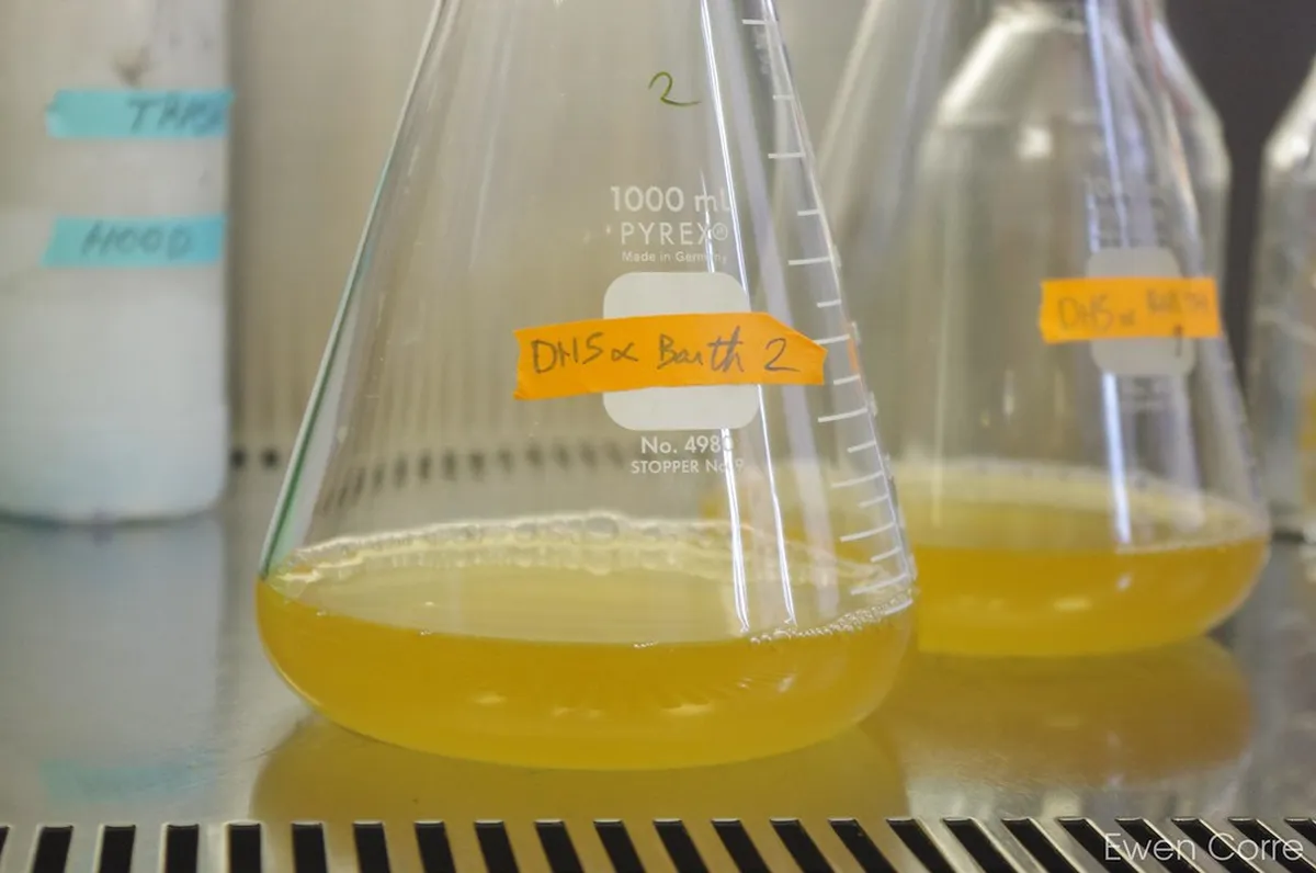Bruges Museum Comparison: Groeninge vs Gruuthuse vs Sint-Jans