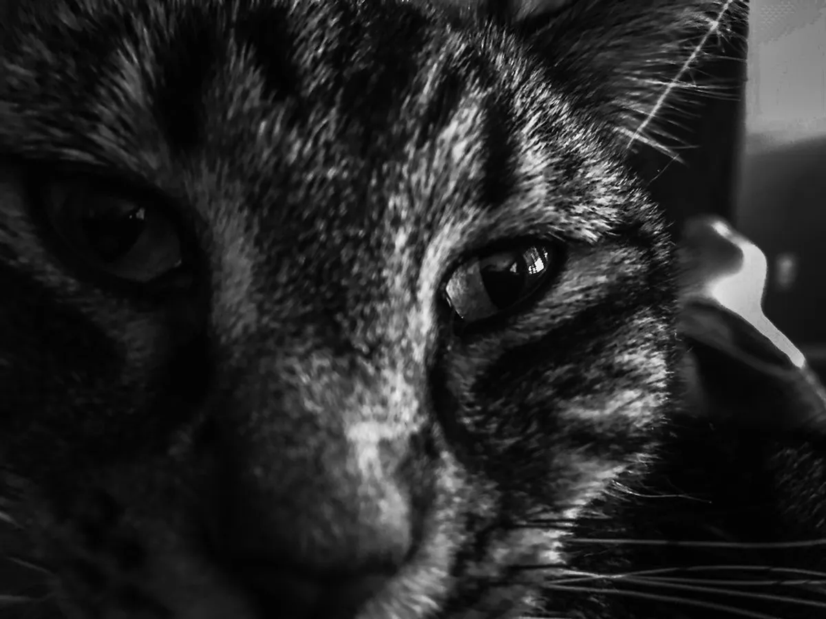 10 Best Places to See a Flamenco Show in Seville (2026 Guide)