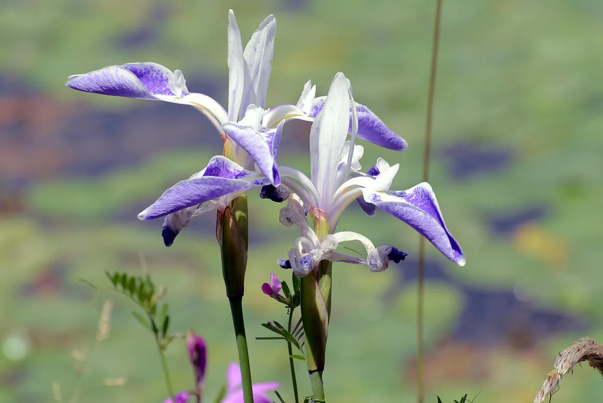 Kyoto Imperial Palace & Kyoto Gyoen Park: Complete Guide