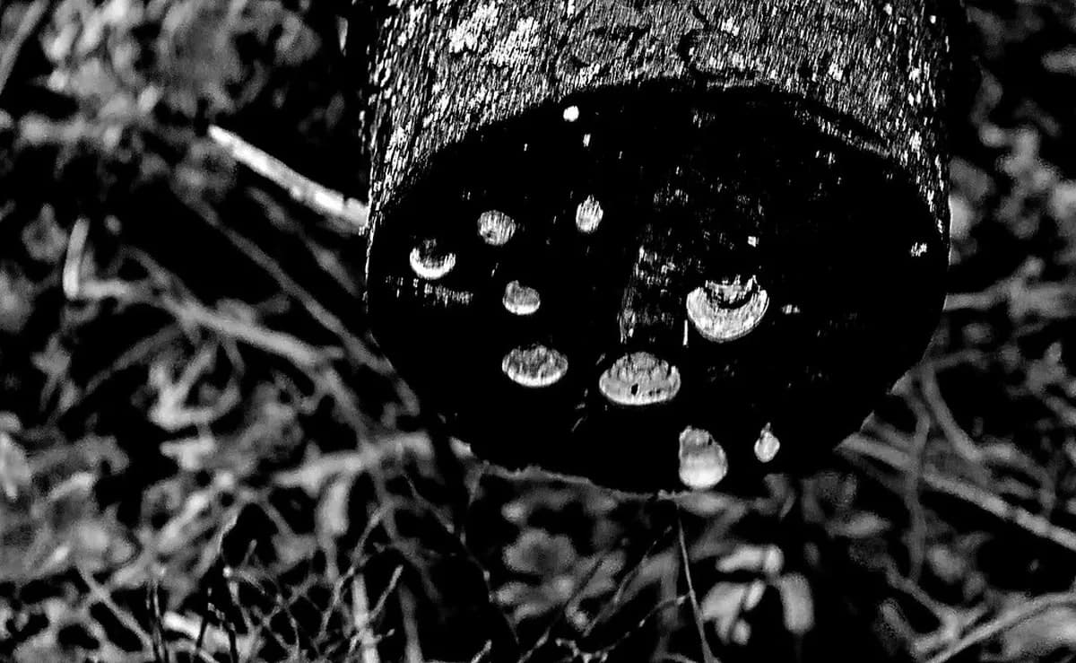 Nuuksio National Park Day Trip: Hiking Trails & Transport