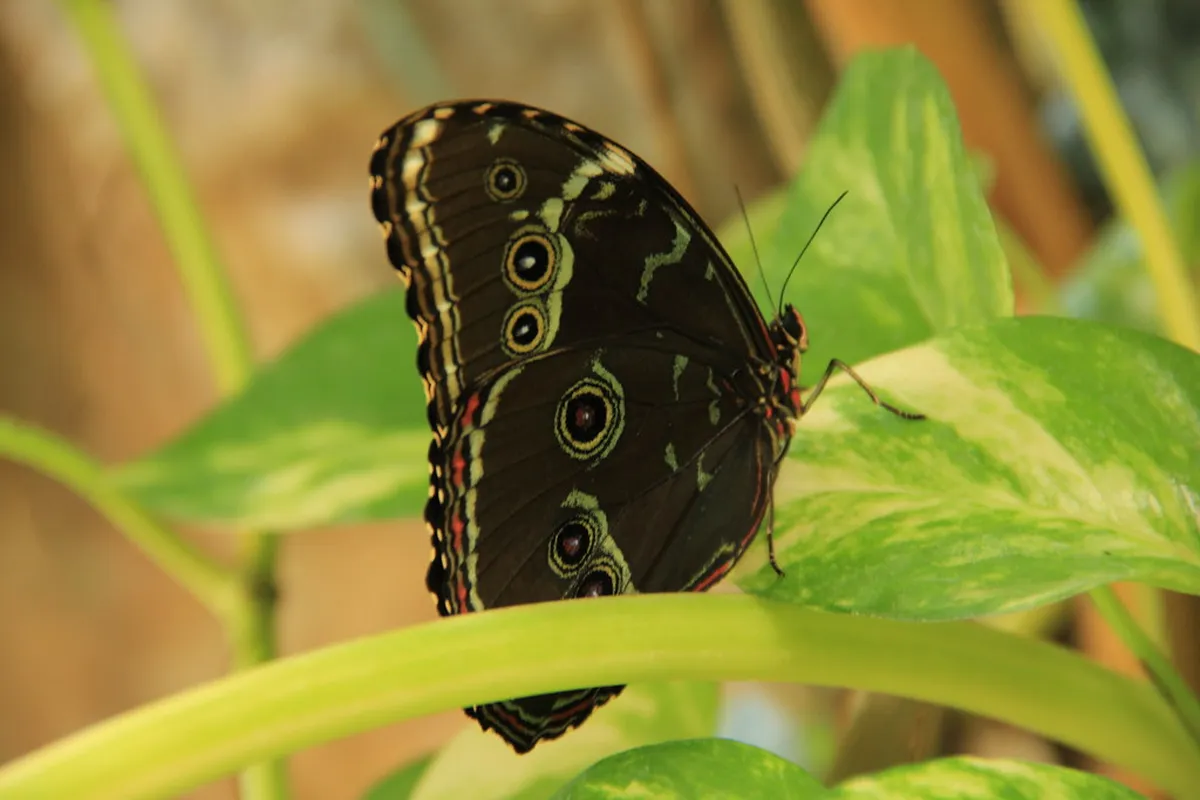 Palm House & Butterfly House Vienna Burggarten Guide