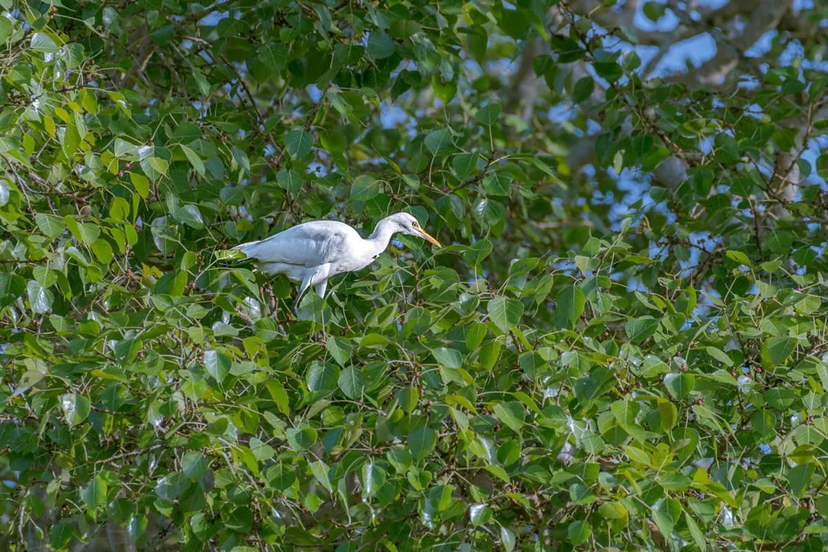 Seine River cruise comparison: Bateaux Mouches vs Vedettes du Pont Neuf
